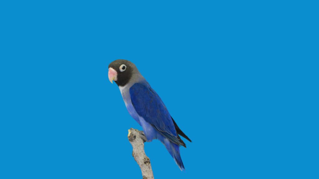 pajaro-bonito-azul